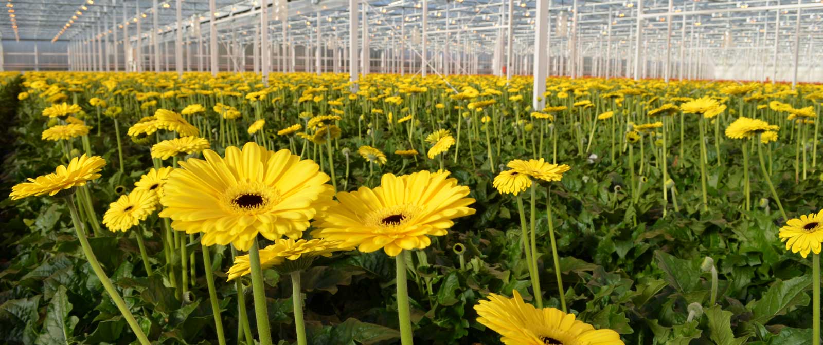 How to care for room gerbera How to care for room gerbera