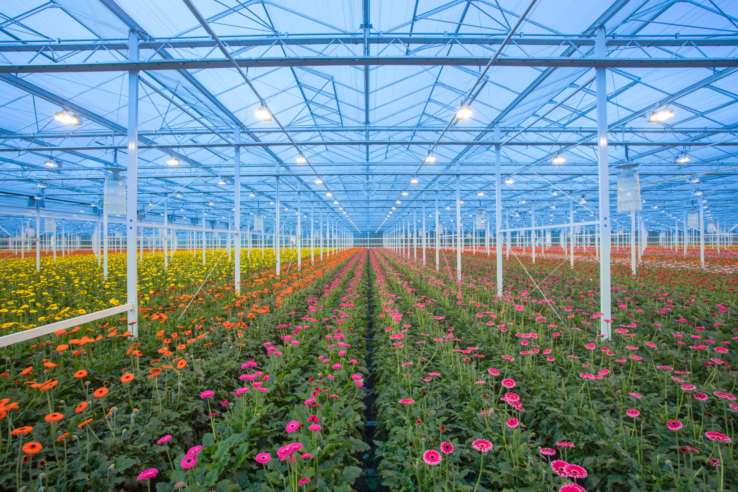 HG_039 hollandia greenhouses