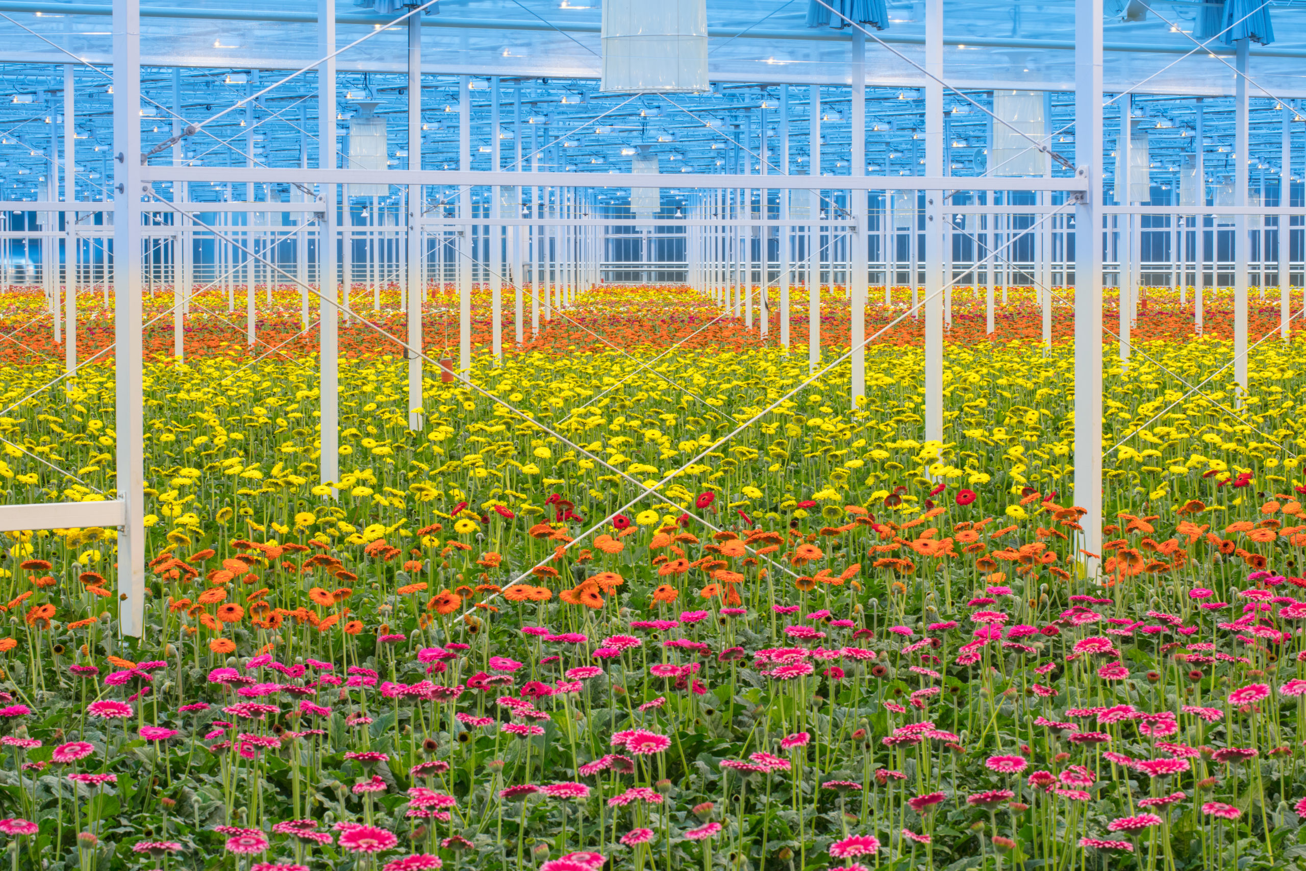 HG_045 hollandia greenhouses