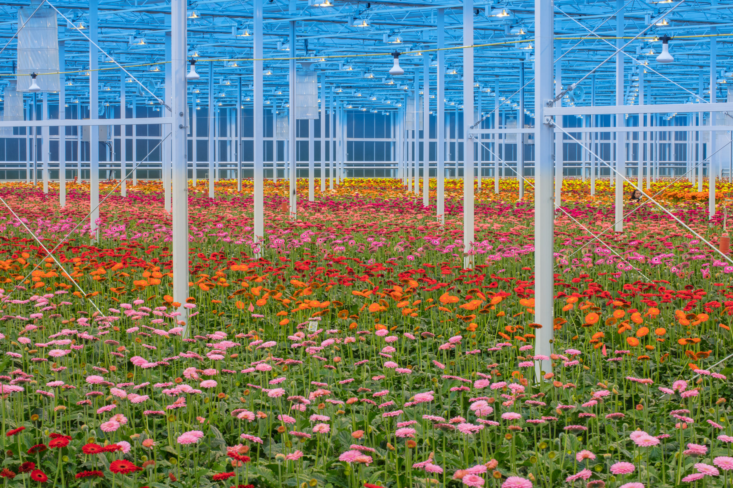 HG_046 hollandia greenhouses