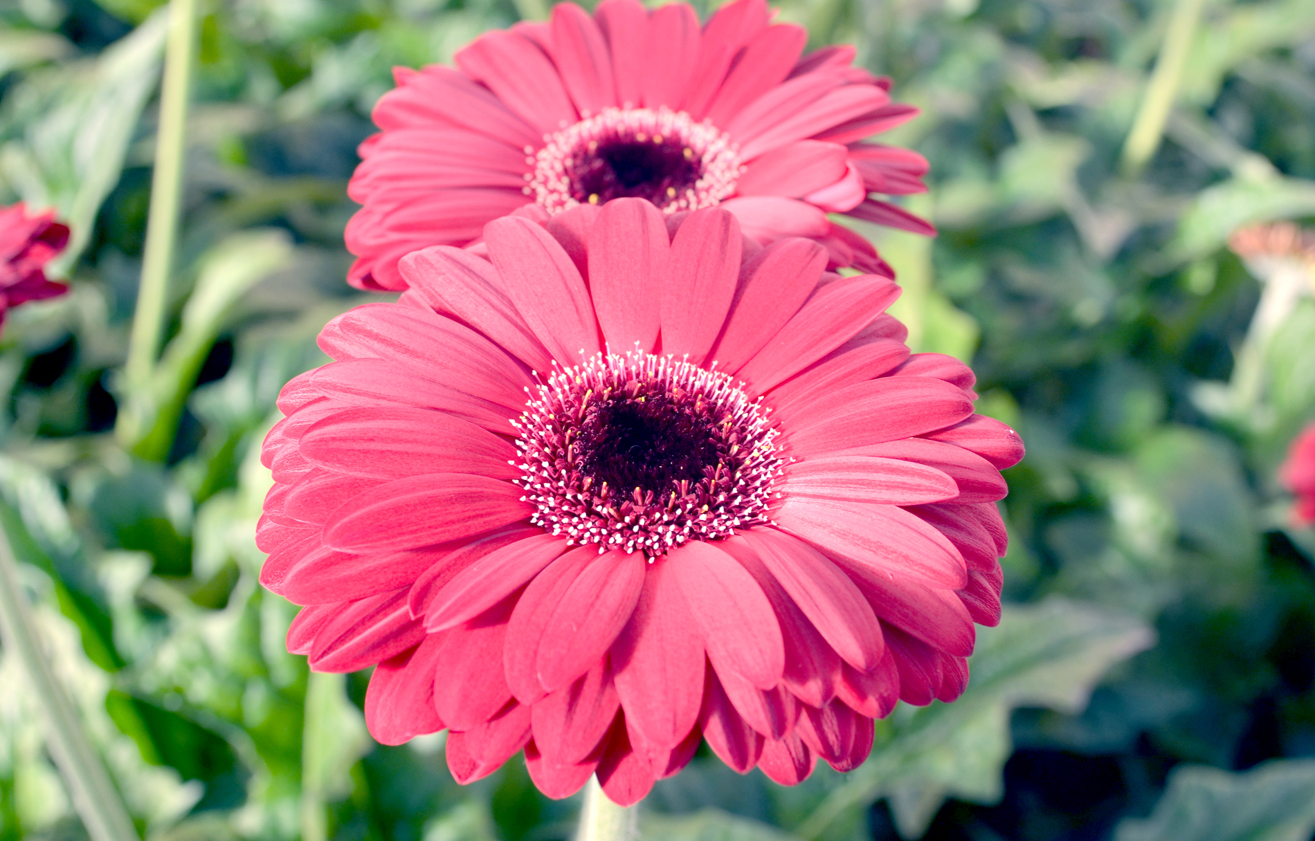 Hollandia Western Canada's Largest Gerbera Greenhouse