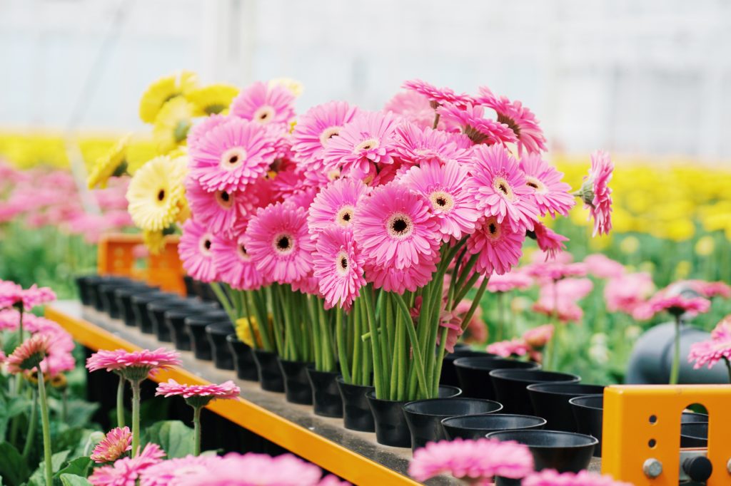 photo of pink gerberas