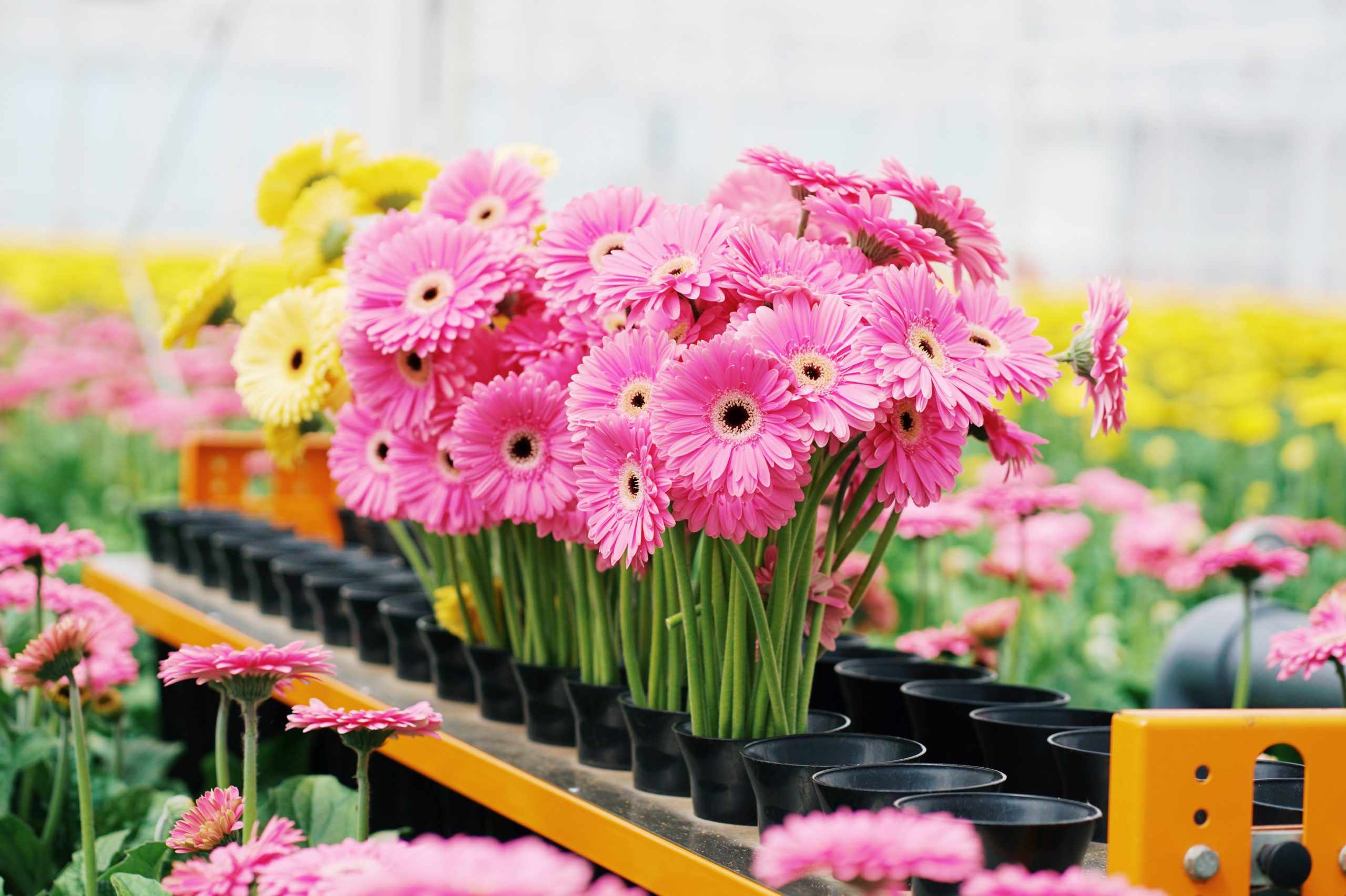Gerbera Flowers Hollandia