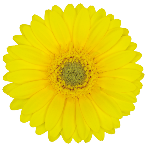 Piccolini Gerberas