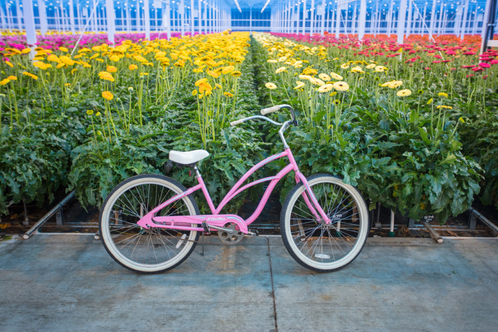 bike in front of gerbera flowers