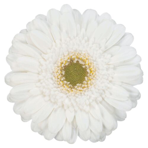White Label