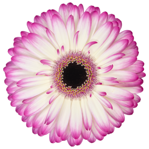 Standard Gerberas