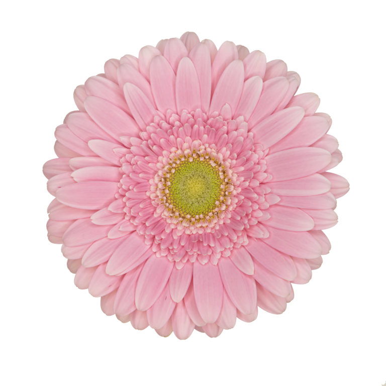 bella rosa