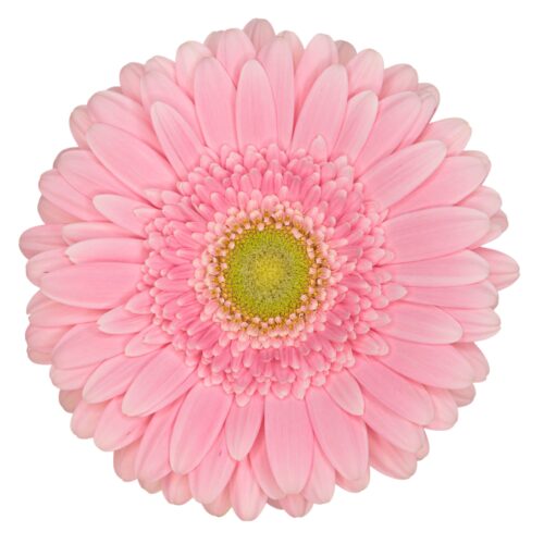 Bella Rosa