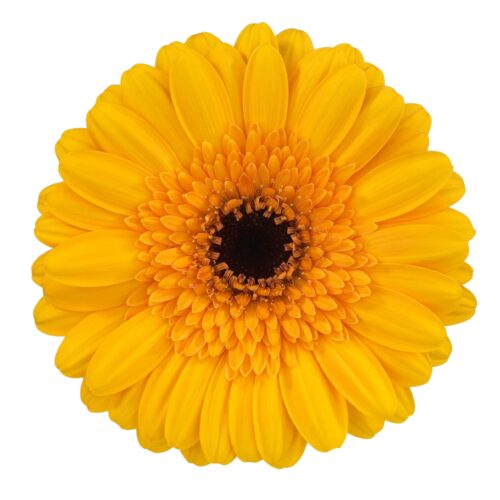 Marigold