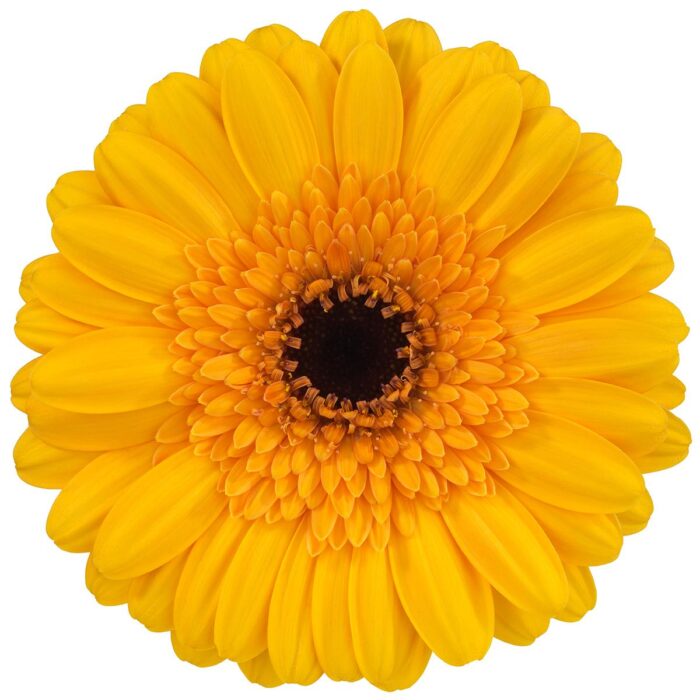 Marigold